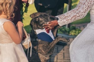 Thara Photo Chicago Wedding Photographer Autumn Wedding Dog Hindu